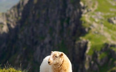 De goede Herder stelde Zijn leven voor de schapen