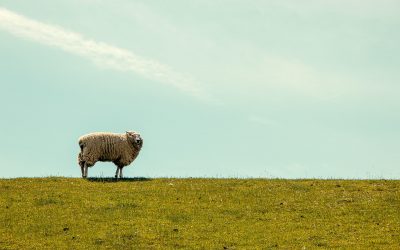 Psalm 23: Gods zorg voor Zijn schapen