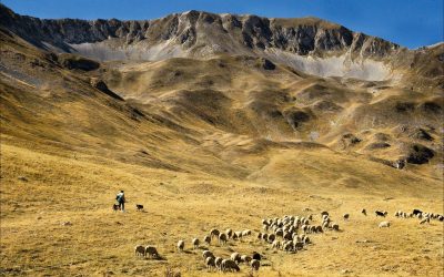 Ds. D.J. van Dijk: De Herder weet waar de schapen zijn